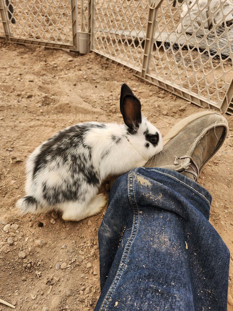 Adorable Young Rabbits - Various Colors & Patterns - Ready for New Homes
