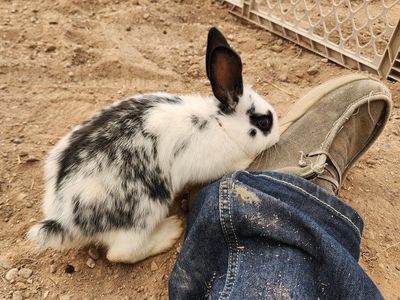 Adorable Young Rabbits - Various Colors & Patterns - Ready for New Homes