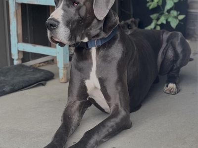 AKC Blue Mantle Great Dane for Stud