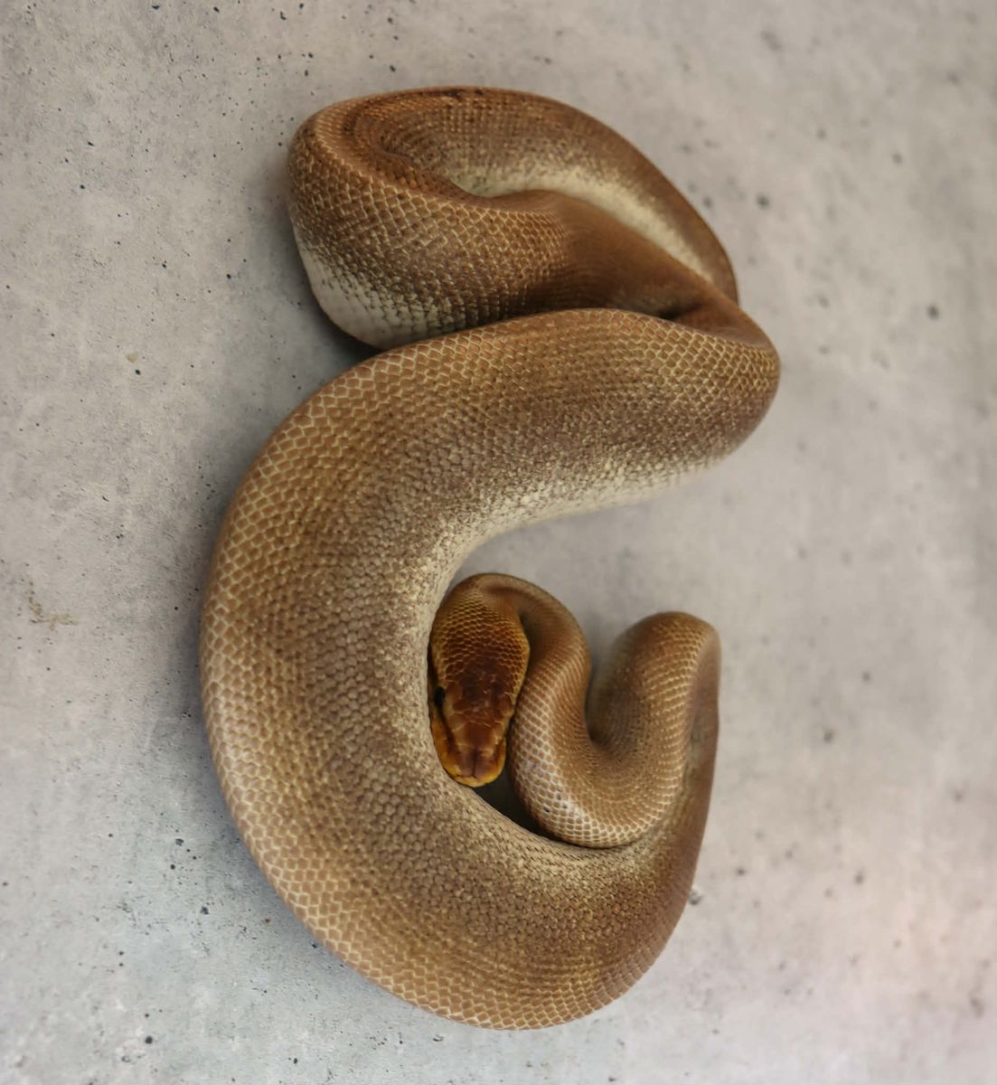 Super Mahogany Pastel Male Ball Python
