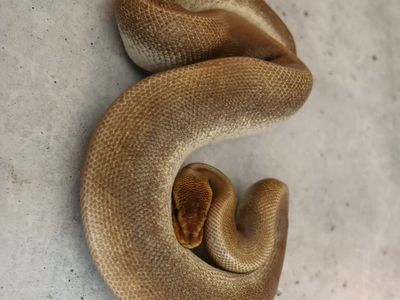 Super Mahogany Pastel Male Ball Python