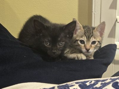 savahnna kittens
