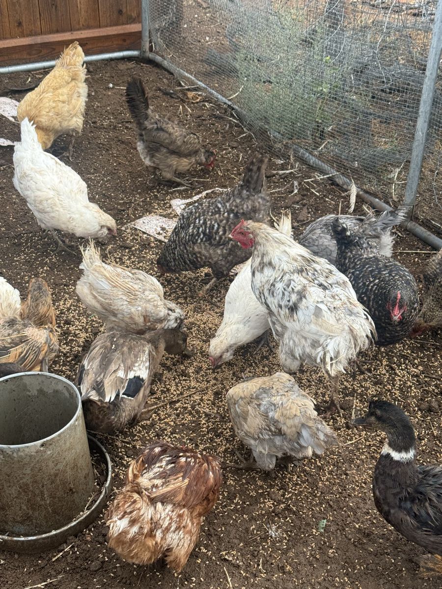 Easter egg hens