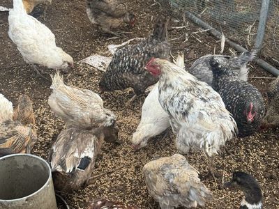 Easter egg hens