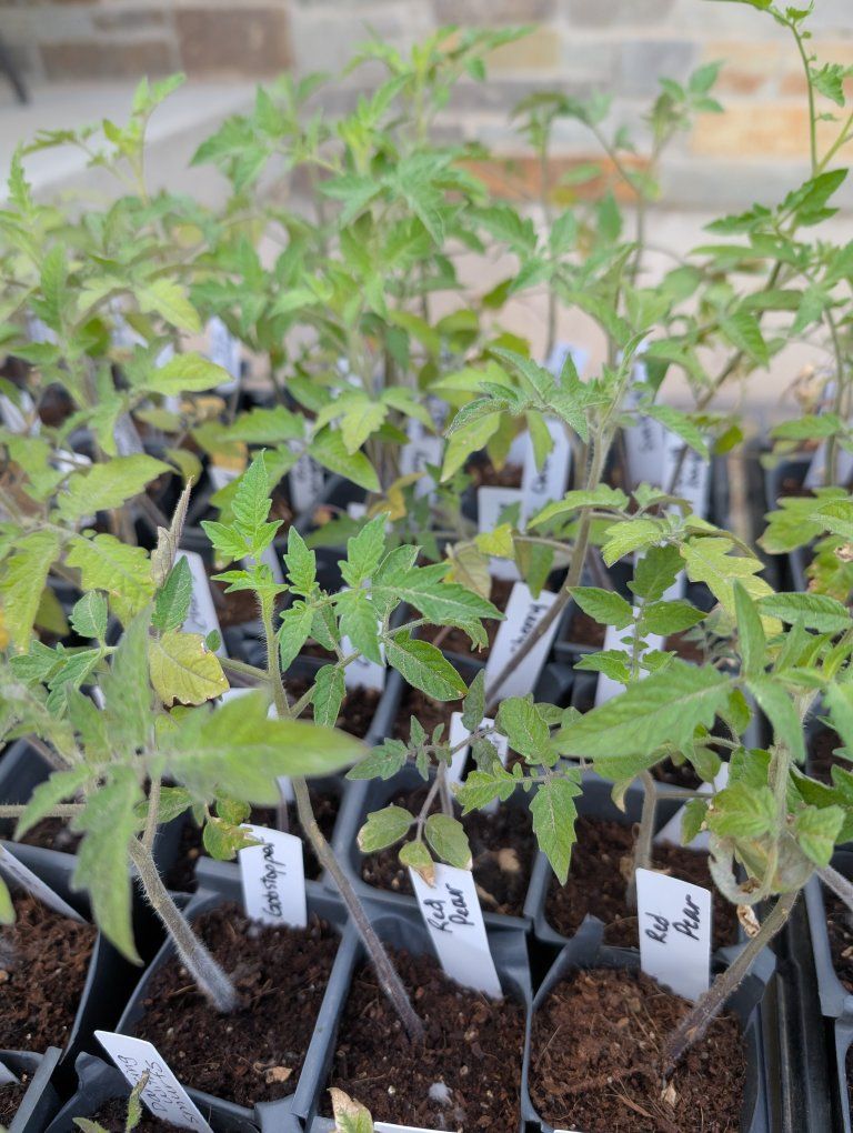 Heirloom tomatoes/veggie starts