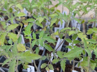 Heirloom tomatoes/veggie starts