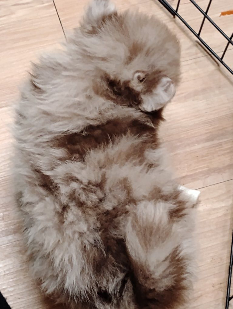 Pomeranian Pups