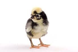 WHITE CRESTED BLACK POLISH CHICKS