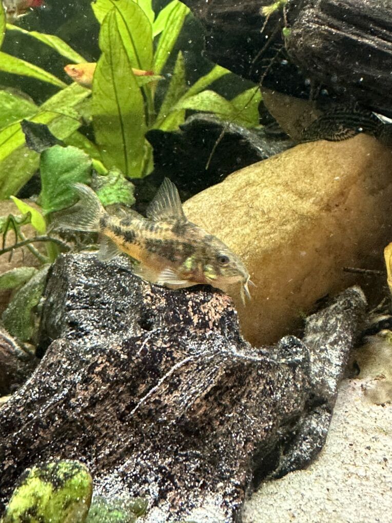 Salt & Pepper Paleatus Corydora