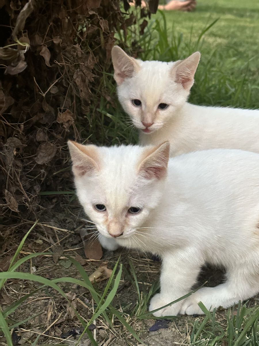 Kittens