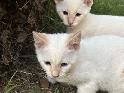 Kittens