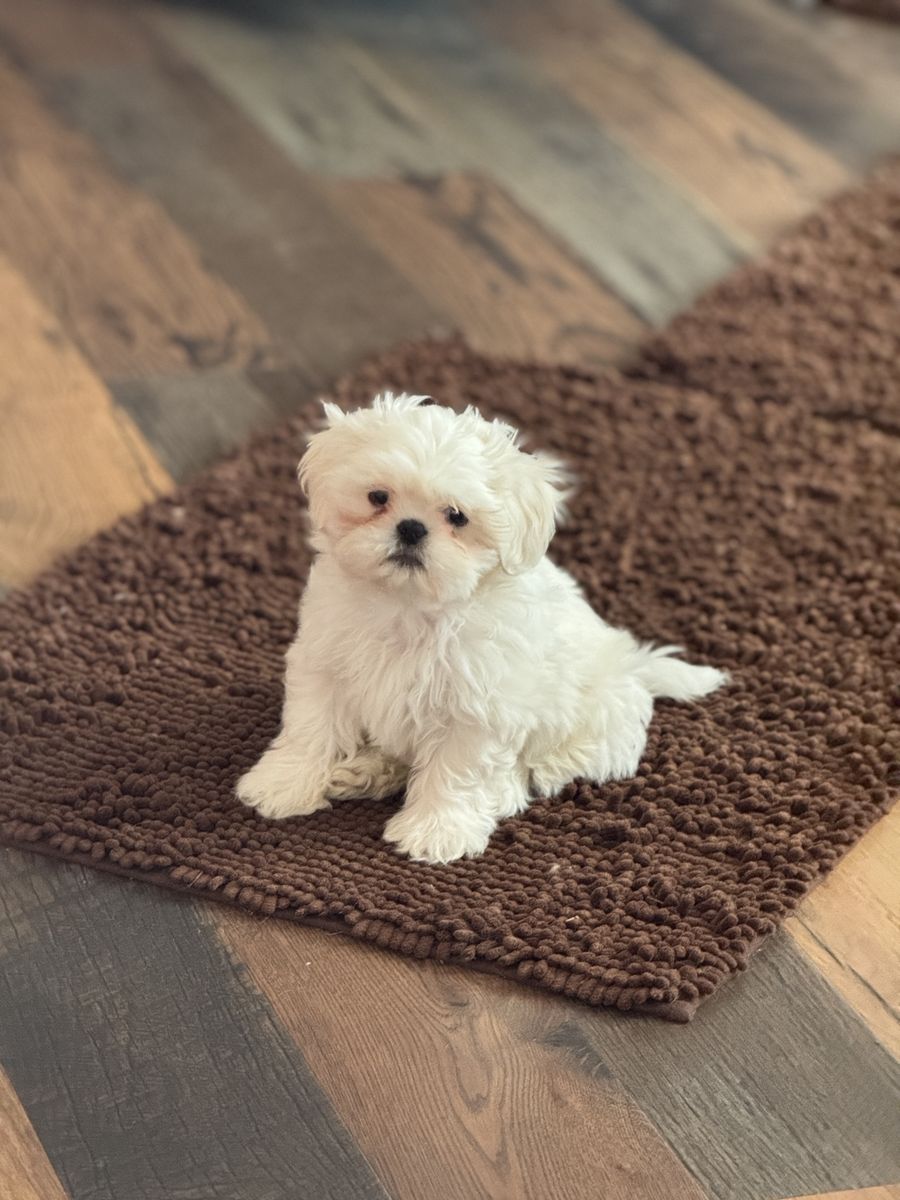 Shih Tzu puff ball.   Goldendoodle Cavapoo boy