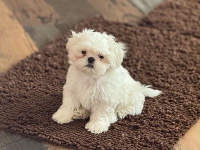 Shih Tzu puff ball. Goldendoodle Cavapoo boy