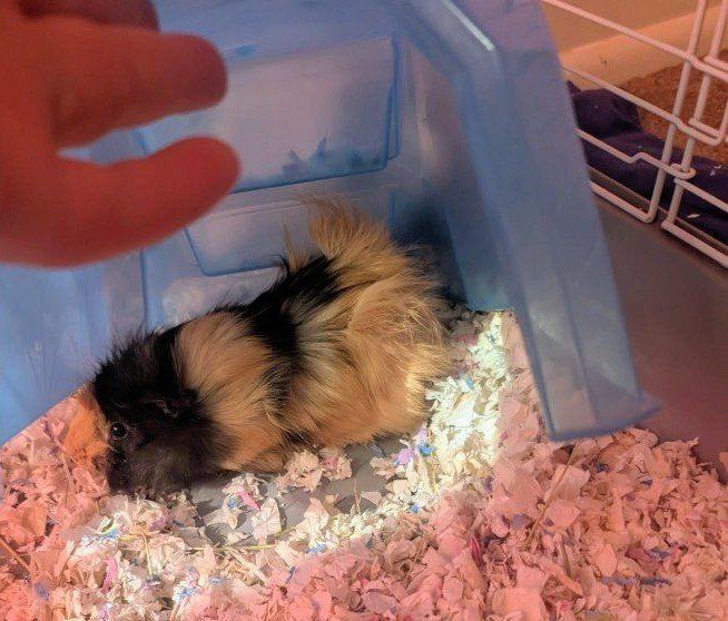 Female Guinea Pigs