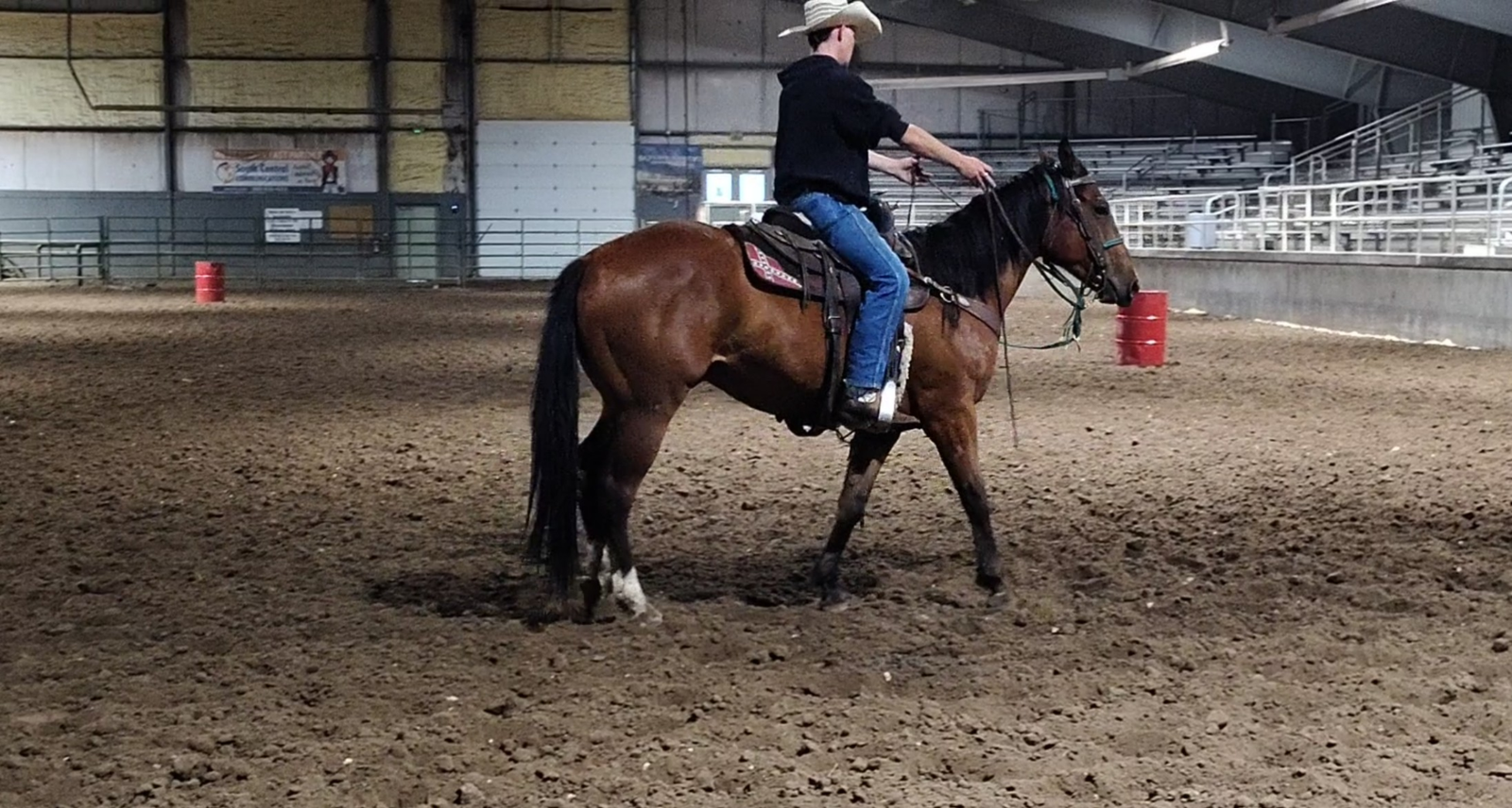 2 yr old bay gelding TONS of Potential!!!