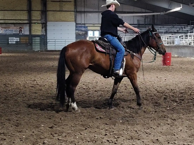 2 yr old bay gelding TONS of Potential!!!