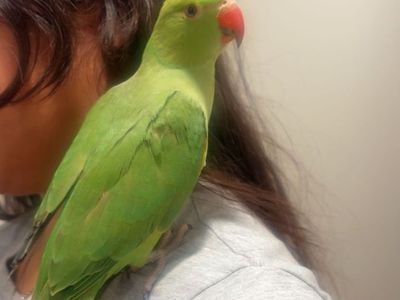 Baby Indian Ringneck