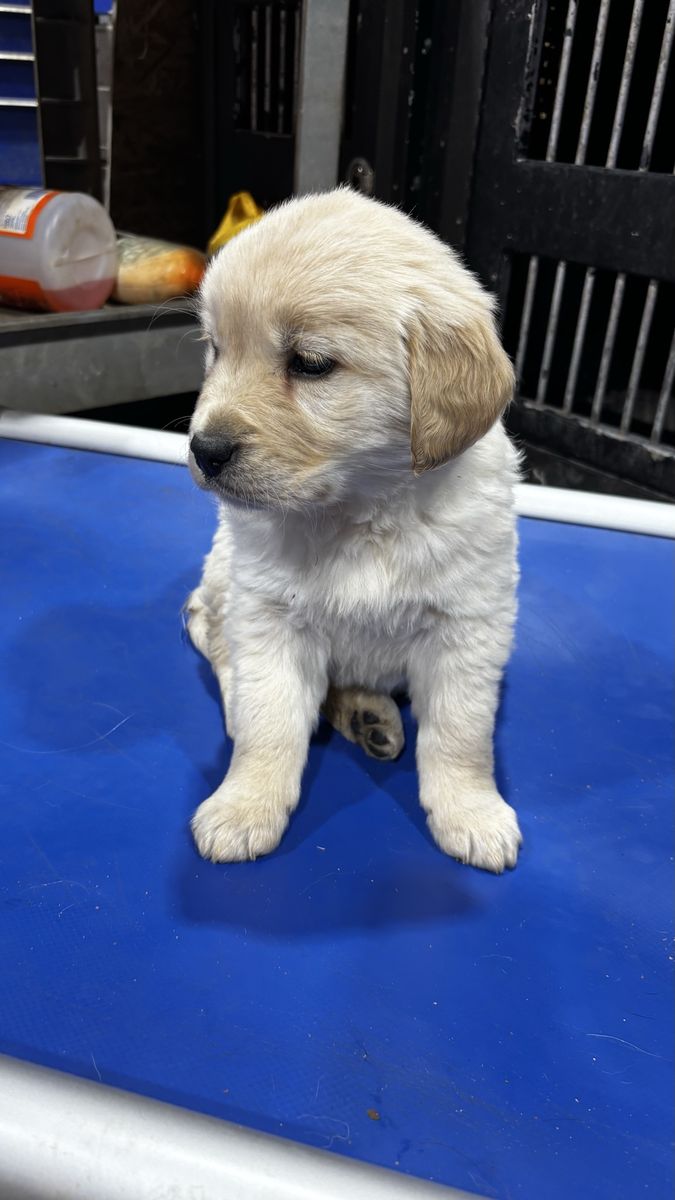 Adorable Golden Retriever Puppy -Cream/Light Gold Fur