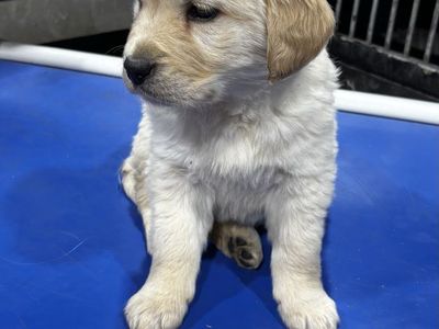 Adorable Golden Retriever Puppy -Cream/Light Gold Fur