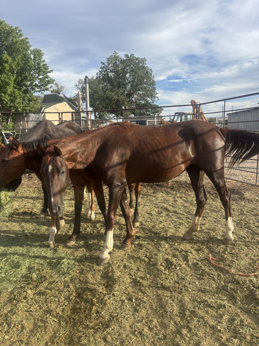 Filly 