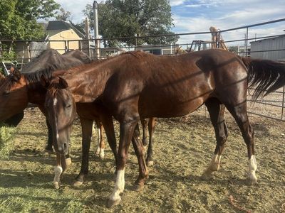 Filly