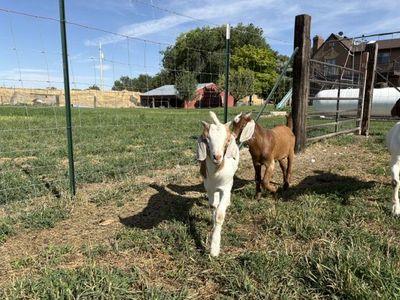 4 Months old Boer Bucklings