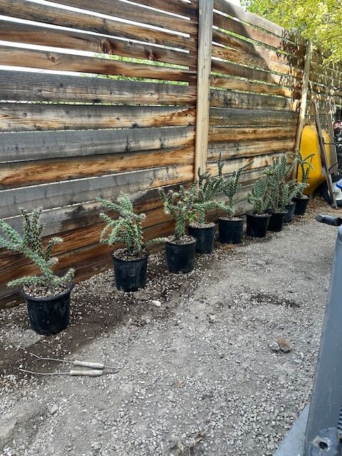 Cane Cholla Cactus Plants; Drought Tolerant and Winter Hardy; Desert Plants for Sale