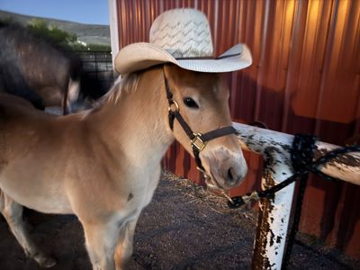 1/4 draft colt weanling
