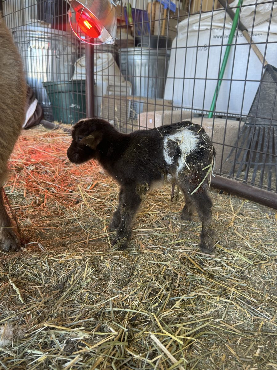 Beautiful blue eyed Nigerian Dwarf buck or weather