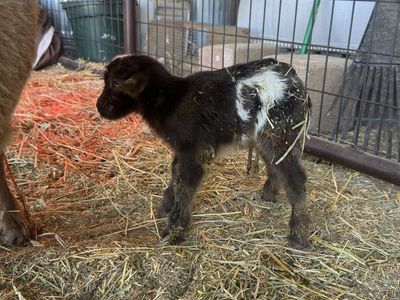Beautiful blue eyed Nigerian Dwarf buck or weather