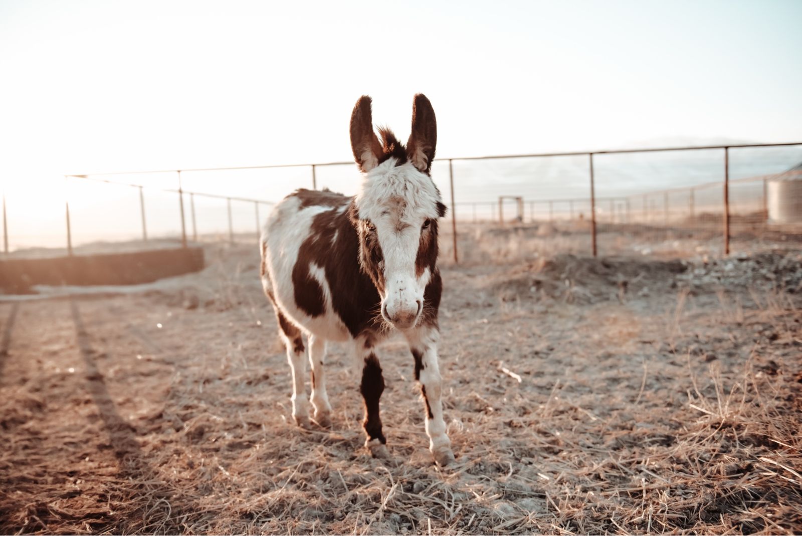 Jenny Miniature Donkey
