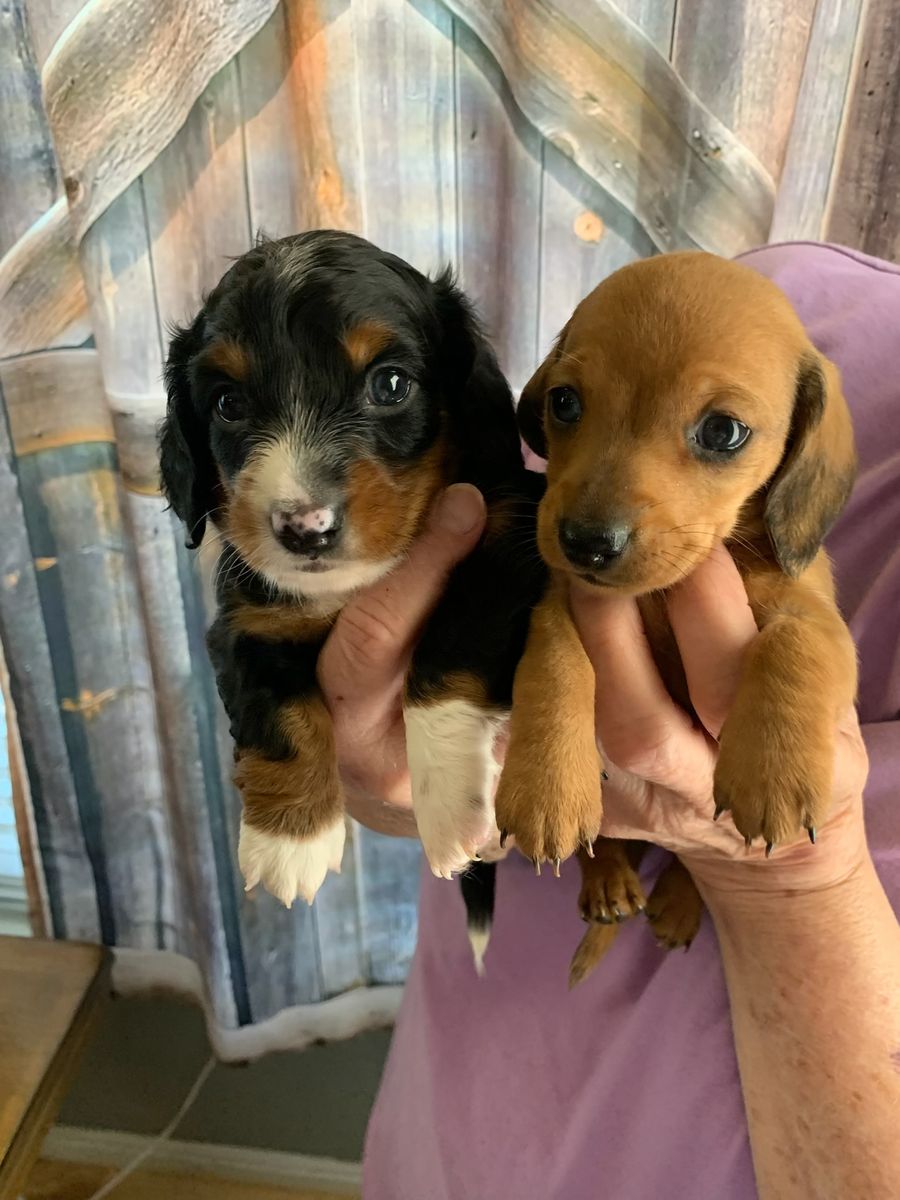 Mini Dachshund Puppies