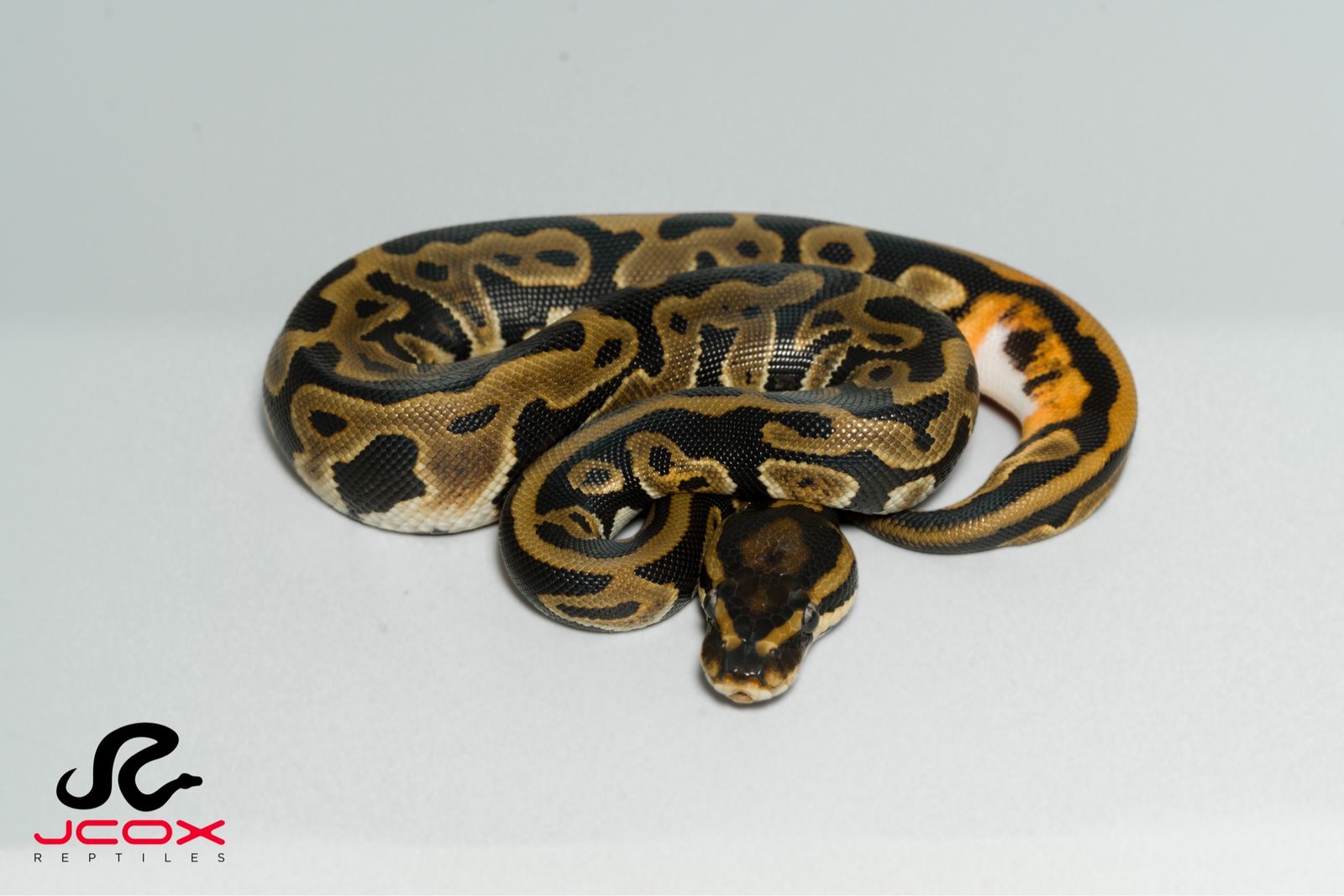 .1 Leopard DH Pied DG 50% het clown