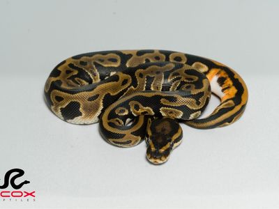 .1 Leopard DH Pied DG 50% het clown