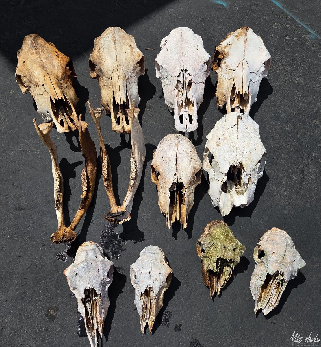 Collection of Assorted Animal Skulls & Jawbones