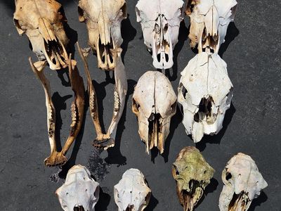 Collection of Assorted Animal Skulls & Jawbones