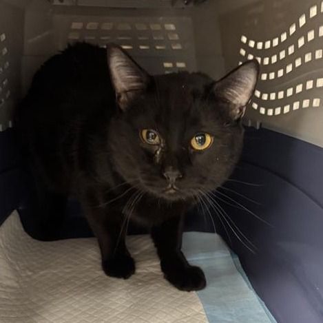 Hello my name is Auggie