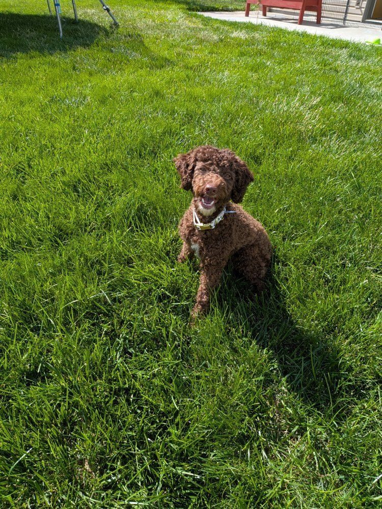 AKC Chocolate and White Tuxedo Poodle Stud Dog Services