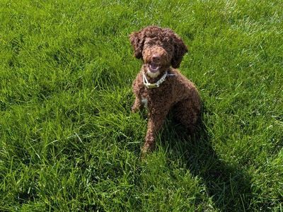 AKC Chocolate and White Tuxedo Poodle Stud Dog Services