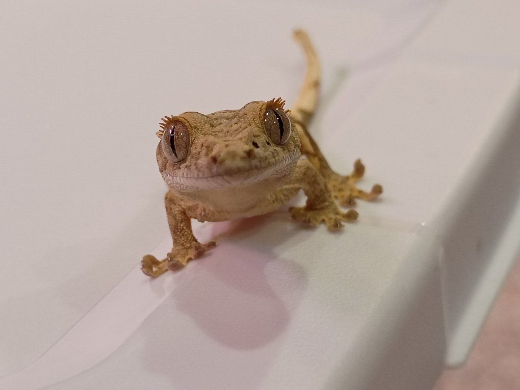 beautiful juvenile crested gecko