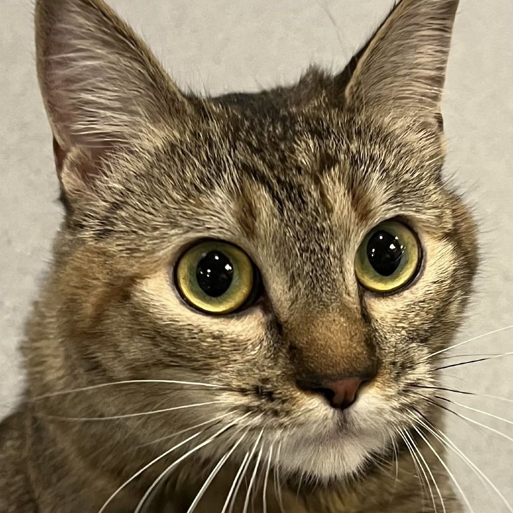 Hello my name is Nala