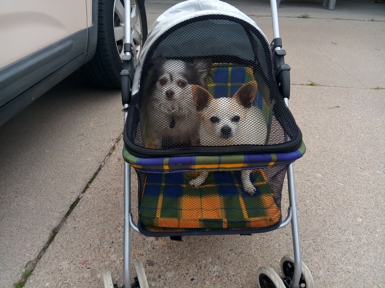 small pet stroller