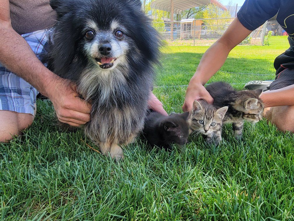 Free Kid friendly, Dog friendly, other cat friendly.