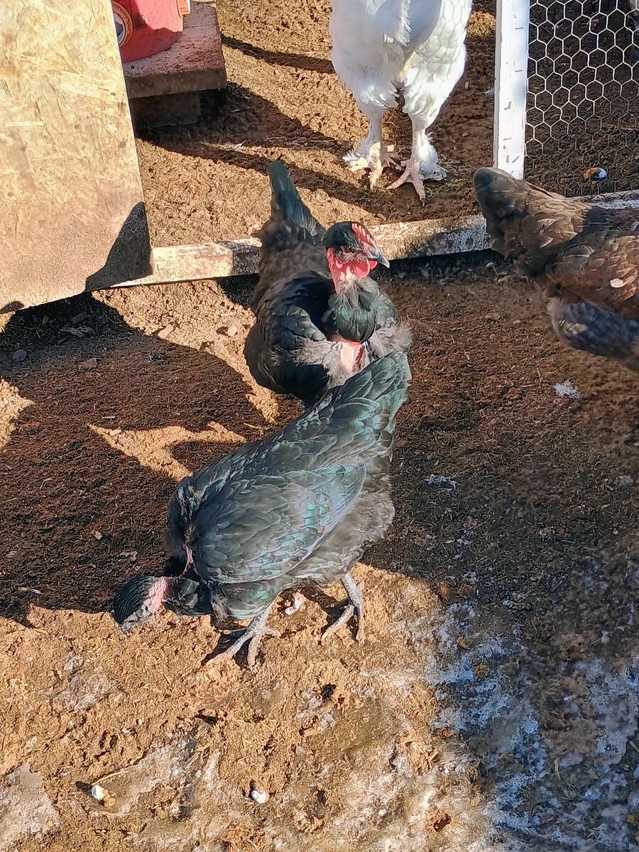 TURKEN Hen Chickens 4 months old for Sale