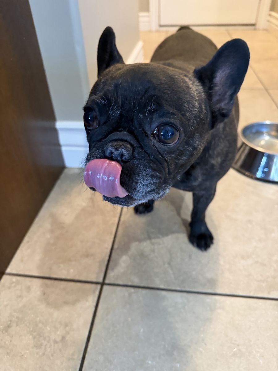 Two female frenchies found in Kaysville on sunset