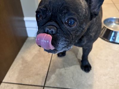 Two female frenchies found in Kaysville on sunset