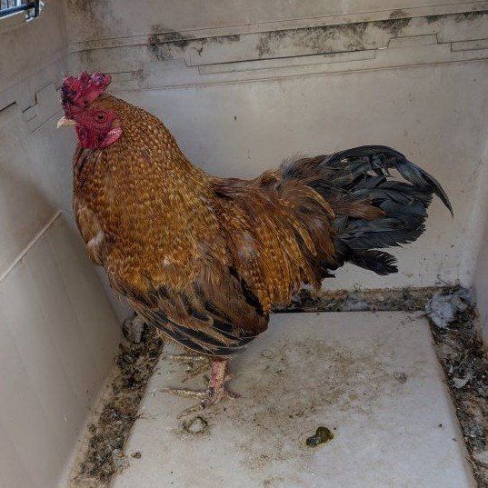 Nice big strong rooster
