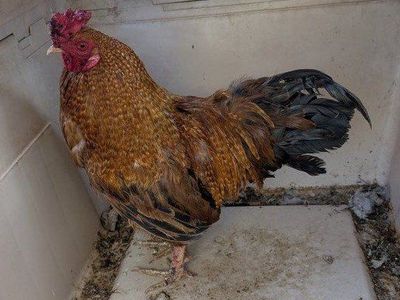 Nice big strong rooster