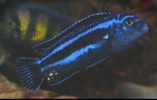 8 cichlids for $20 fantastic deal