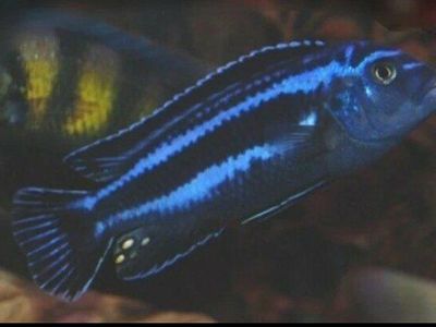 8 cichlids for $20 fantastic deal